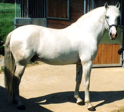 étalon lusitanien : junco (eldorado x esbelta)